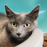 DAENERYS QCT, chatte à adopter