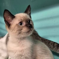 Ploy (en cours d'adoption), chat à adopter