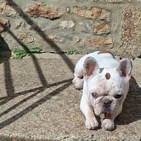 NINO, chien à adopter