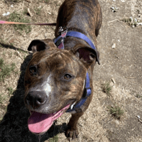 ANIBAL, chien à adopter