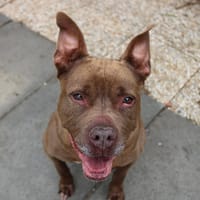 MYA, chienne à adopter