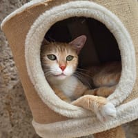 MINOUCHE, chatte à adopter