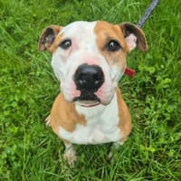 NELO, chienne à adopter