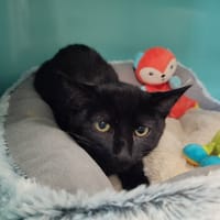 ROBB QCT, chat à adopter