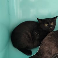 STARK QCT, chat à adopter