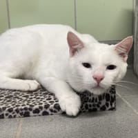 SILVER, chat à adopter