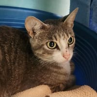 SANSA QCT, chatte à adopter