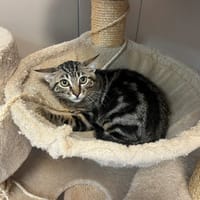 onolulu, chat à adopter