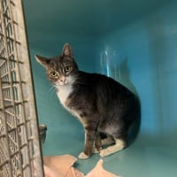 ZYNA, chatte à adopter