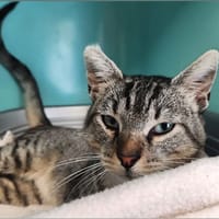 ZAKO QCT, chat à adopter