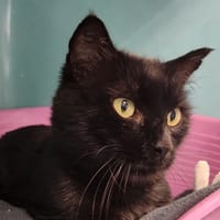 FLOW QCT (a trouvé sa famille), chat à adopter