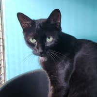 ARYA QCT (J'ai trouvé ma famille), chatte à adopter