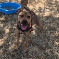 PERCY, chien à adopter