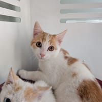 MOKA, chat à adopter