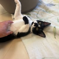 SPIRIT, chat à adopter