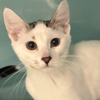BUZZ, chat à adopter