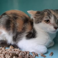 Diva, chatte à adopter