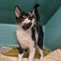Brume (en cours d'adoption), chatte à adopter