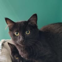 TYRION QCT, chat à adopter