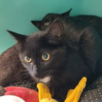 LANNISTER QCT, chat à adopter