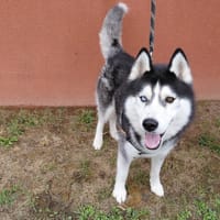 TOGO, chien à adopter