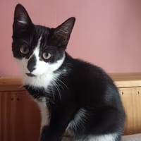 Catsauzon, chat à adopter