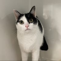 VOLTA, chatte à adopter
