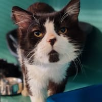 MERLIN, chat à adopter
