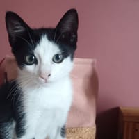 Cousteau, chat à adopter
