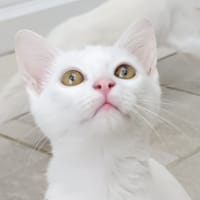 Salem, chatte à adopter