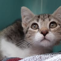 Bou, chat à adopter