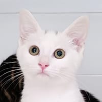 Cotton, chat à adopter