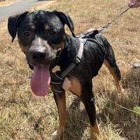 WOLFSUN VAA, chien à adopter