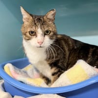 MICHEL, chat à adopter