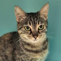 Grisette (en cours d'adoption), chatte à adopter