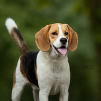 Tatum, chien à adopter