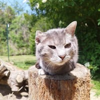 LUIGI (réservé) A15932, chat à adopter