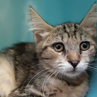 Diese, chat à adopter
