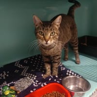 Morfin, chatte à adopter