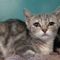 Datcha, chatte à adopter