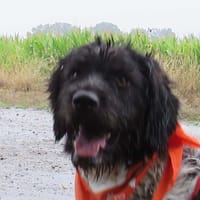 SILVER, chien à adopter