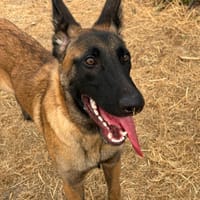 BOSKO, chien à adopter
