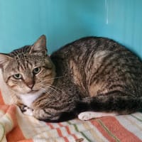 ALBERT, chat à adopter