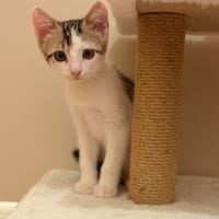 Lyra, chatte à adopter