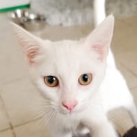 Lys, chatte à adopter