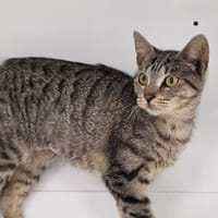 BULL, chatte à adopter