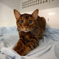 THOMASINA, chatte à adopter