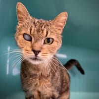 SIMBA, chat à adopter
