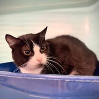 IRIS, chatte à adopter