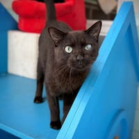 ZITOUNE, chat à adopter